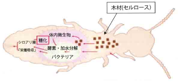 シロアリ 図解モデル